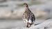 Rock Ptarmigan  - Tessy Schlegel