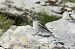 White-winged Snowfinch  - Brigitte + Stefan Marty-Teuber