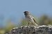 White-winged Snowfinch  - Brigitte + Stefan Marty-Teuber