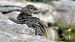 Rock Ptarmigan  - Stefan Röllin