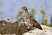 Rock Ptarmigan  - Rolf Schläpfer