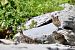 Rock Ptarmigan  - Rolf Schläpfer