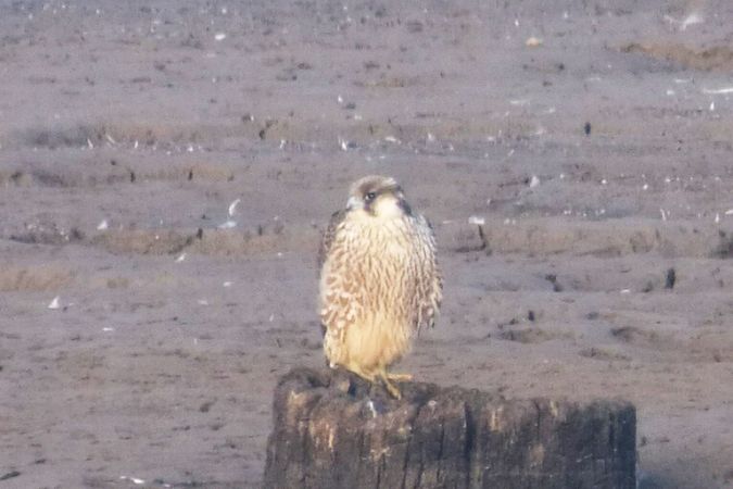 Peregrine Falcon (ssp. calidus)  - Wolf-Thomas Adlung