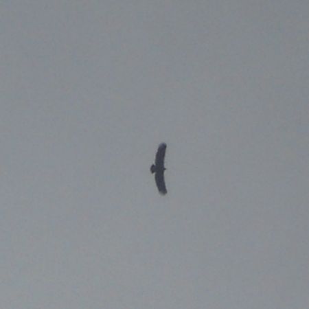 Griffon Vulture  - Frank Wichmann