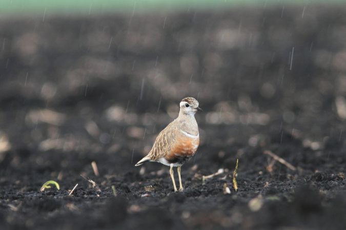 Eurasian Dotterel 