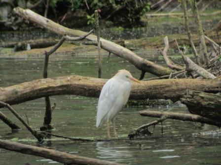 Kuhreiher  - Jochen Fischer
