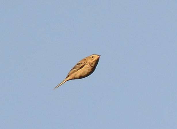 Blyth's Pipit  - Franck Hollander