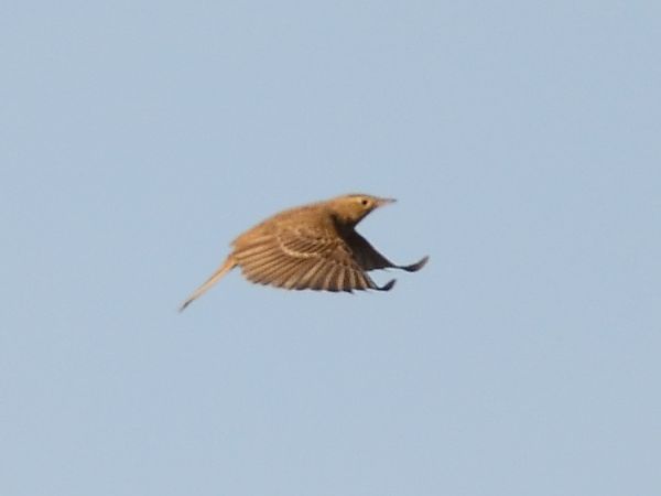 Blyth's Pipit  - Franck Hollander