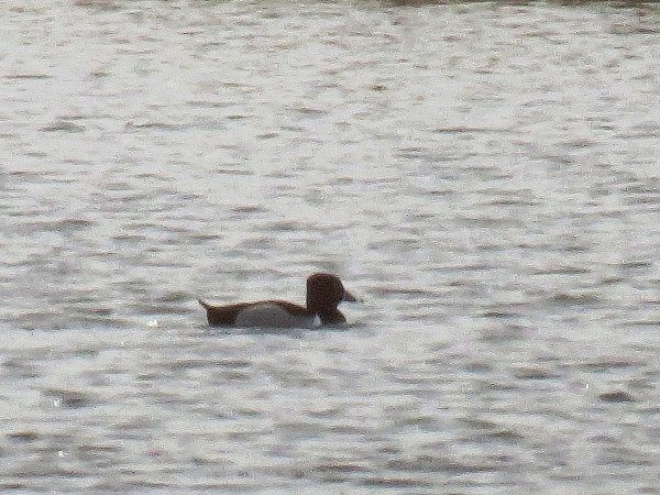 Ring-necked Duck  - Peter Erlemann