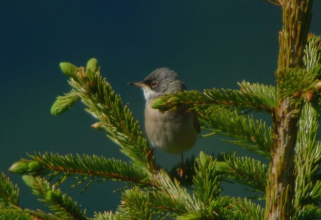 Spectacled Warbler  - Roald Bierhalter