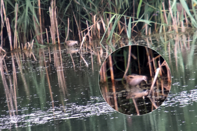 Little Crake  - Weilacher Jens