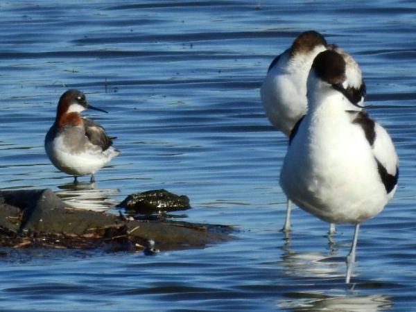 Odinshühnchen  - René Schaack