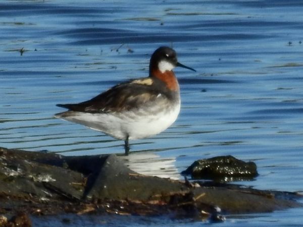 Odinshühnchen  - René Schaack