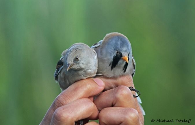 Bartmeise  - Michael Tetzlaff