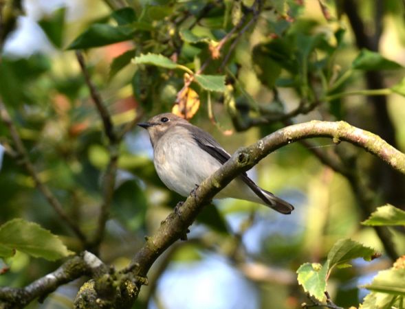 Trauerschnäpper  - Franck Hollander