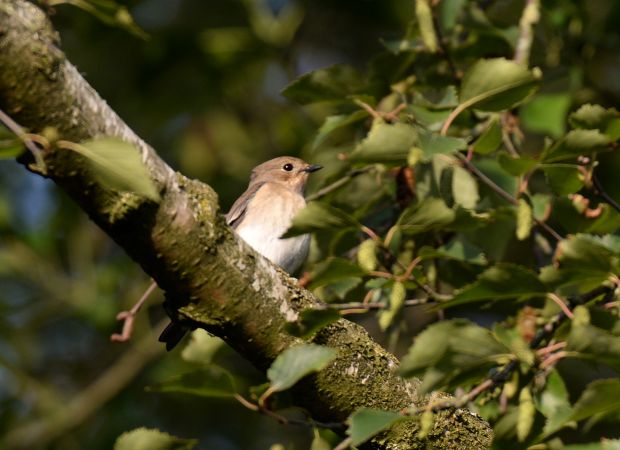 Trauerschnäpper  - Franck Hollander