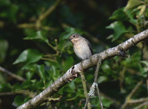Trauerschnäpper  - Franck Hollander