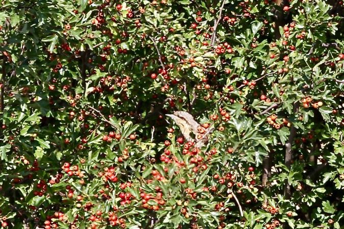 Wendehals  - Thomas Kuppel