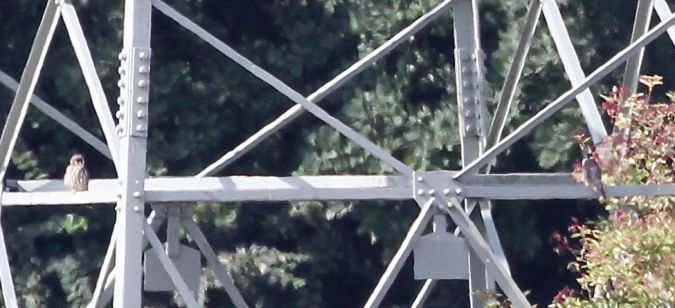 Eurasian Hobby  - Thomas Kuppel