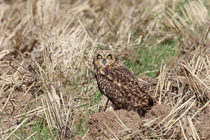 Short-eared Owl  - Thomas Kuppel