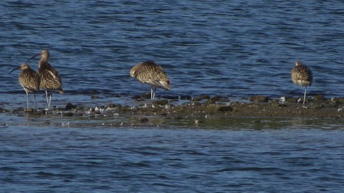 Großer Brachvogel  - Hans-Jürgen Meier