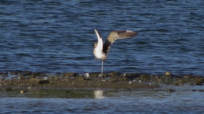 Eurasian Curlew  - Hans-Jürgen Meier