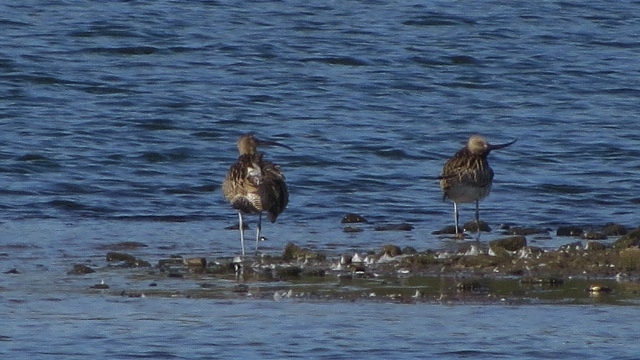 Großer Brachvogel  - Hans-Jürgen Meier