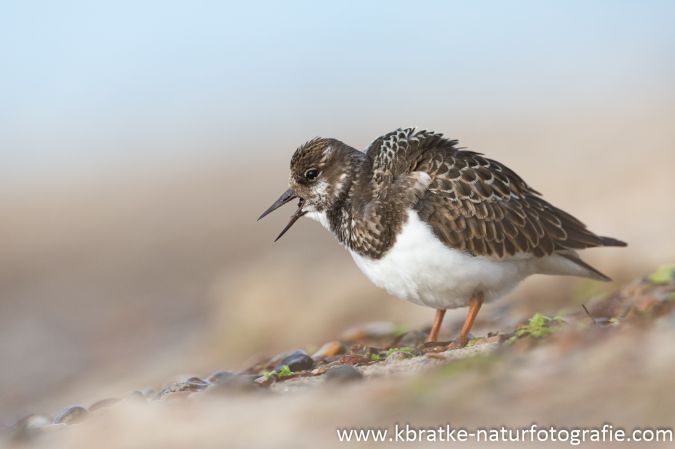 Ruddy Turnstone  - Kai Bratke
