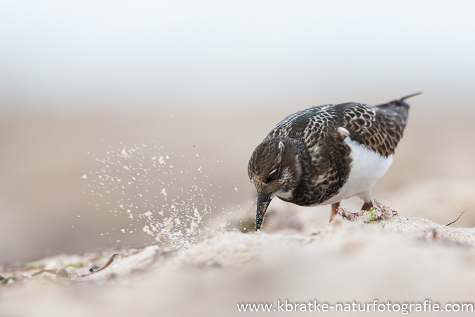 Ruddy Turnstone  - Kai Bratke