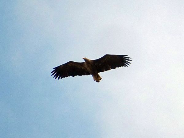 White-tailed Eagle  - Hans Wirth