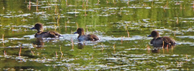 Fuligule morillon  - Hartmut Ralf