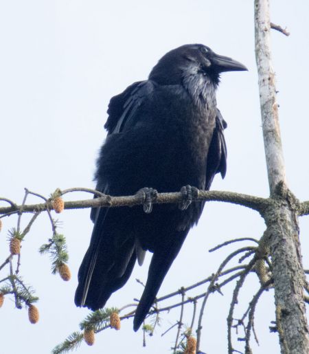 Northern Raven  - Werner und Margret Schumann