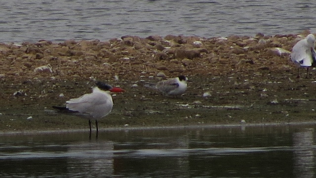 Common Tern  - Hans-Jürgen Meier