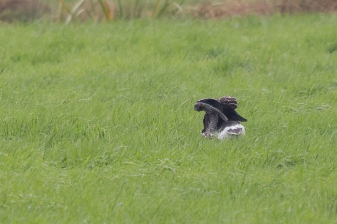 Taiga / Tundra Bean Goose  - Matthias Kahrs