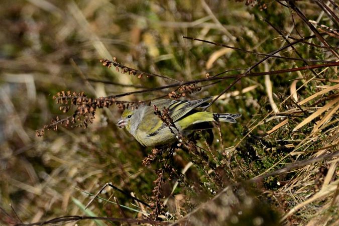 Zitronenzeisig (Zitronengirlitz) 