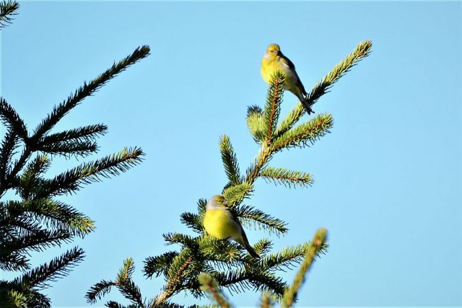 Zitronenzeisig (Zitronengirlitz) 