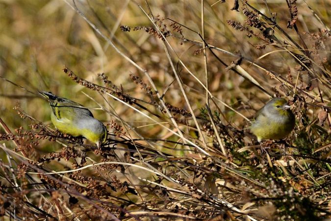 Zitronenzeisig (Zitronengirlitz) 