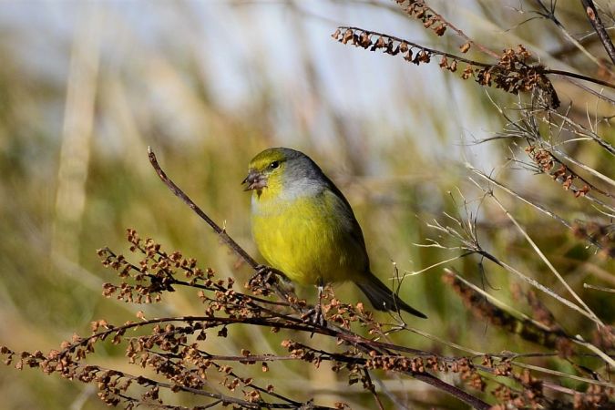Zitronenzeisig (Zitronengirlitz) 