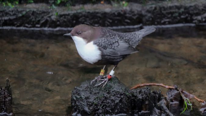 Wasseramsel (ssp. cinclus)  - Thomas Hanel