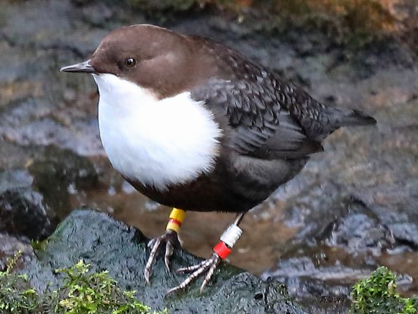 Wasseramsel (ssp. cinclus)  - Thomas Hanel