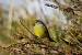 Zitronenzeisig (Zitronengirlitz) 