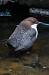 Wasseramsel (ssp. cinclus)  - Thomas Hanel