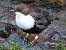 Wasseramsel (ssp. cinclus)  - Thomas Hanel
