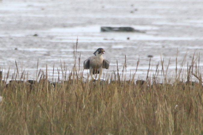 Peregrine Falcon (ssp. calidus)  - Wigbert Vogeley