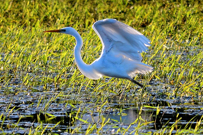 Silberreiher  - Eckhard Lietzow
