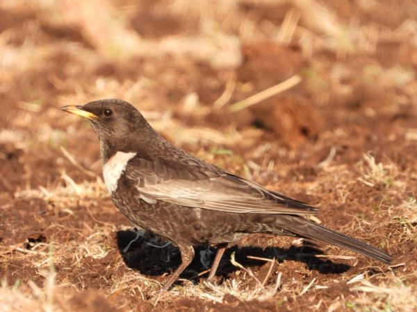 Ring Ouzel  - Johannes-Georg Linz