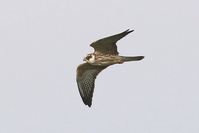 Red-footed Falcon  - Martin Kühn