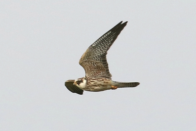 Rotfußfalke  - Martin Kühn