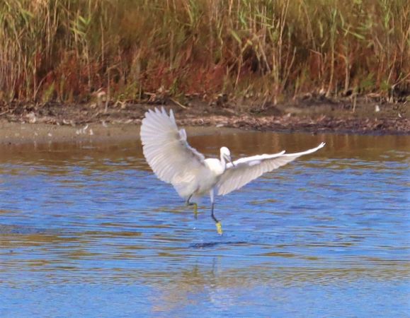 Little Egret  - Hagen Hunker