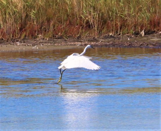 Little Egret  - Hagen Hunker